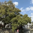 黄山旅游 缩略图 15