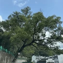 黄山旅游 缩略图 13