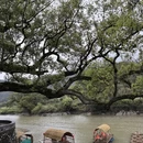 黄山旅游 缩略图 11