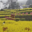 黄山旅游 缩略图 2