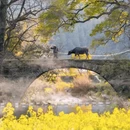 黄山旅游 缩略图 4
