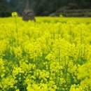 黄山旅游 缩略图 1
