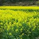 黄山旅游 缩略图 3