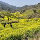 黄山旅游 缩略图 4