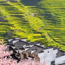 黄山旅游 缩略图 5