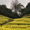 黄山旅游 缩略图 4
