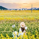 黄山旅游 缩略图 11