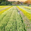 黄山旅游 缩略图 10