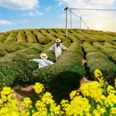 黄山旅游 缩略图 8