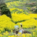黄山旅游 缩略图 2