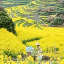 黄山旅游 缩略图 7