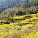 黄山旅游 缩略图 2