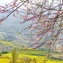黄山旅游 缩略图 5