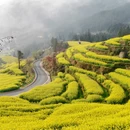 黄山旅游 缩略图 6