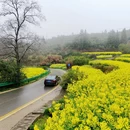黄山旅游 缩略图 10