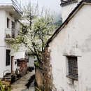 黄山旅游 缩略图 14