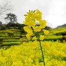 黄山旅游 缩略图 15
