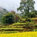 黄山旅游 缩略图 18