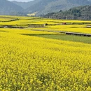 保山旅游 缩略图 13