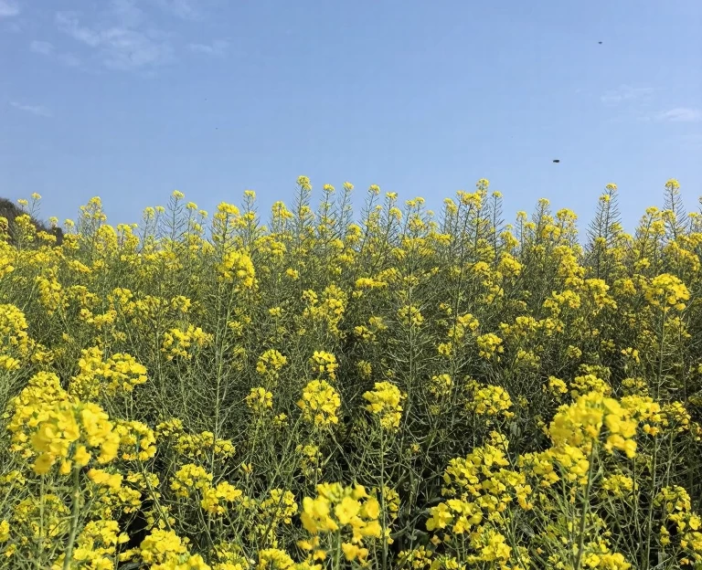 昆明旅游 1