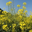 昆明旅游 缩略图 3