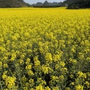 昆明旅游 缩略图 11