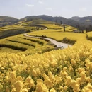 昆明旅游 缩略图 13