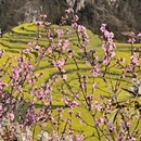 昆明旅游 缩略图 5