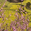 昆明旅游 缩略图 4