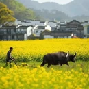 黄山旅游 缩略图 3