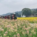 黄山旅游 缩略图 5