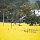 黄山旅游 缩略图 4