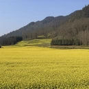 曲靖旅游 缩略图 3