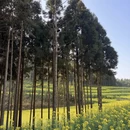 曲靖旅游 缩略图 11