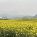 昆明旅游 缩略图 12