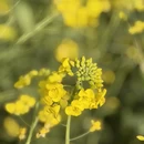 昆明旅游 缩略图 7