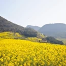 曲靖旅游 缩略图 7
