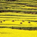 曲靖旅游 缩略图 5