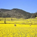 曲靖旅游 缩略图 10