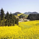 曲靖旅游 缩略图 14