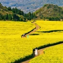 昆明旅游 缩略图 5