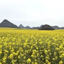 曲靖旅游 缩略图 10