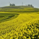 大理州旅游 缩略图 13