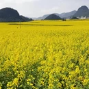 昆明旅游 缩略图 7