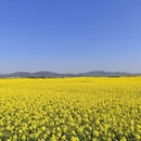 昆明旅游 缩略图 1