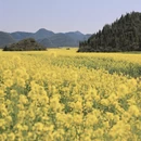 昆明旅游 缩略图 6