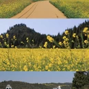 昆明旅游 缩略图 7