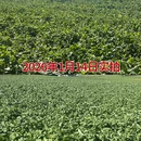 曲靖旅游 缩略图 2