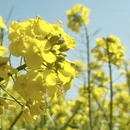 昆明旅游 缩略图 9