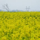 昆明旅游 缩略图 5